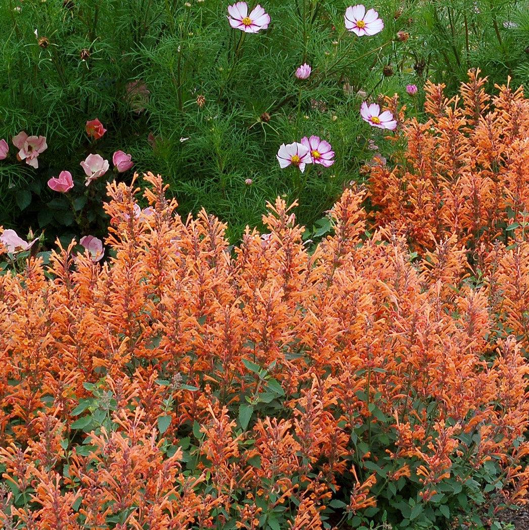 Agastache ‘Kudos Mandarin’  - Kudos™ Mandarin Hummingbird Mint, Hyssop