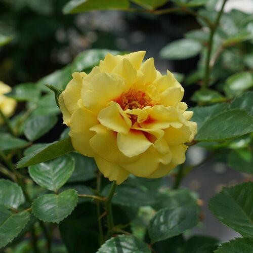Rosa x 'ChewGateway'  - Rise Up® Ringo® Climbing Rose