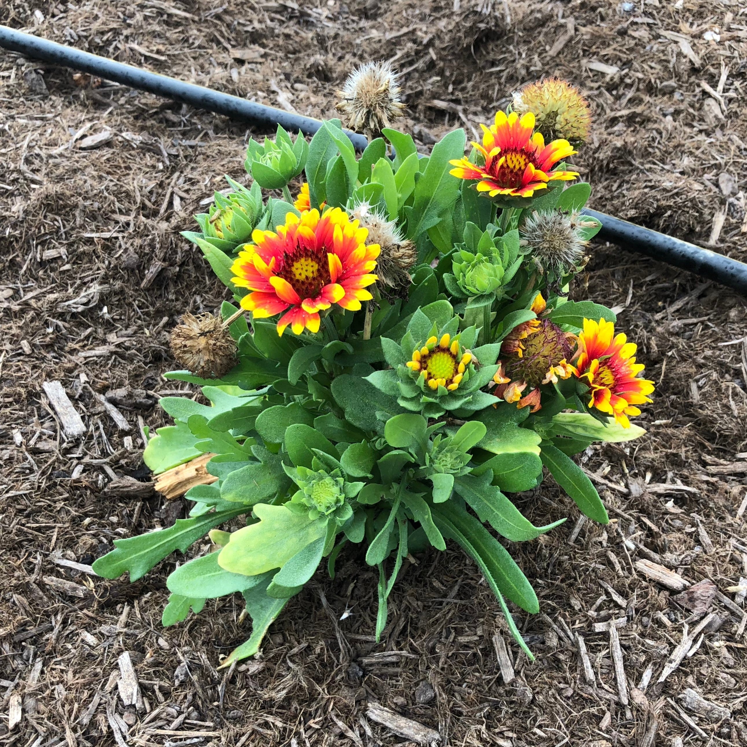 Gaillardia aristata 'Spintop Red Starburst'  - Spintop™ Red Starburst Blanket Flower