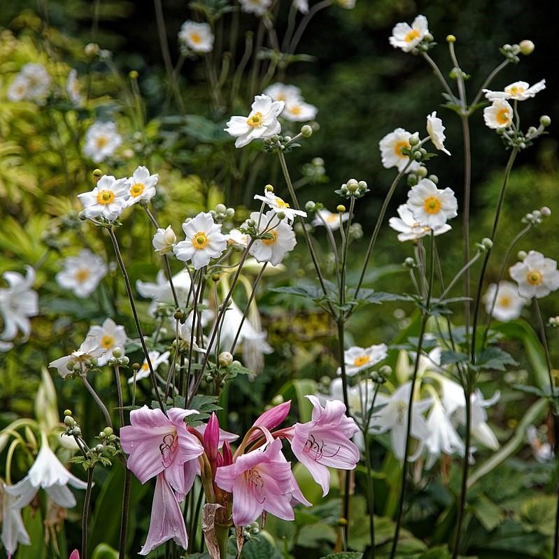 Anemone x hybrida 'Honorine Jobert'  - Honorine Jobert Anemone