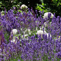 Salvia x sylvestris 'DSALRS203’  - Sallyrosa™ April Night Meadow Sage