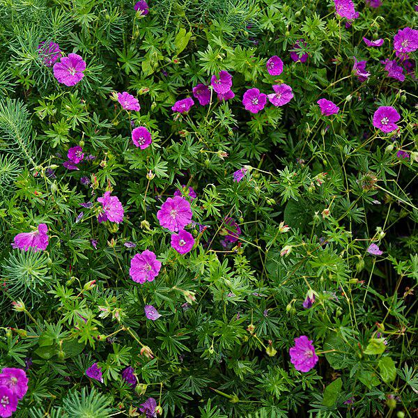 Geranium sanguineum 'New Hampshire Purple'  - New Hampshire Purple Geranium