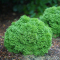 Thuja occidentalis 'SMNTOBAB'  - Tater Tot® Arborvitae