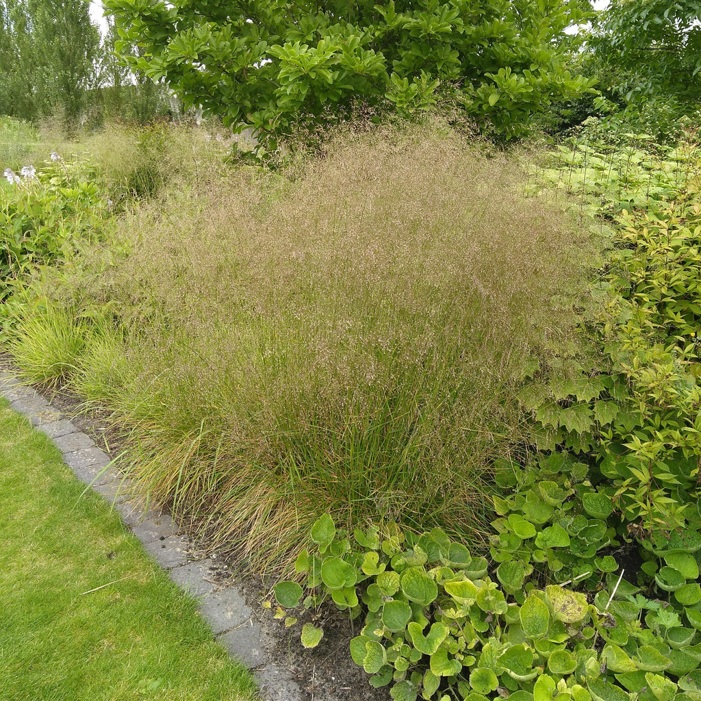 Deschampsia cespitosa 'Goldtau'  - Golden Dew Tufted Hair Grass