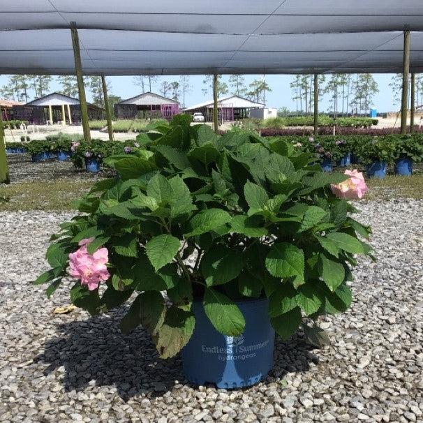 Hydrangea macrophylla 'Blushing Bride'  - Endless Summer® Blushing Bride® Hydrangea