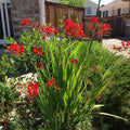 Crocosmia 'Lucifer'  - Lucifer Crocosmia