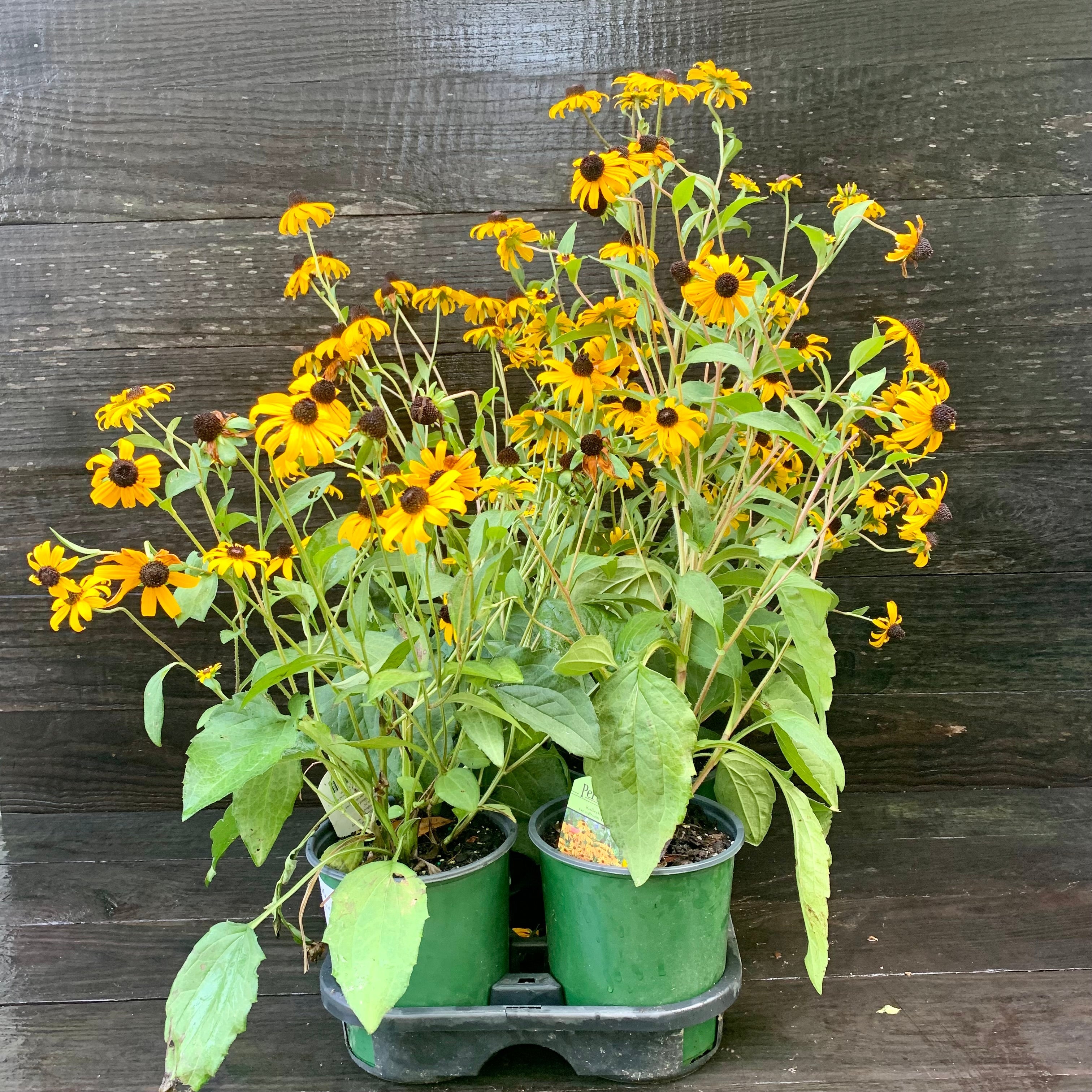 Rudbeckia fulgida 'Goldsturm'  - Black-Eyed Susan