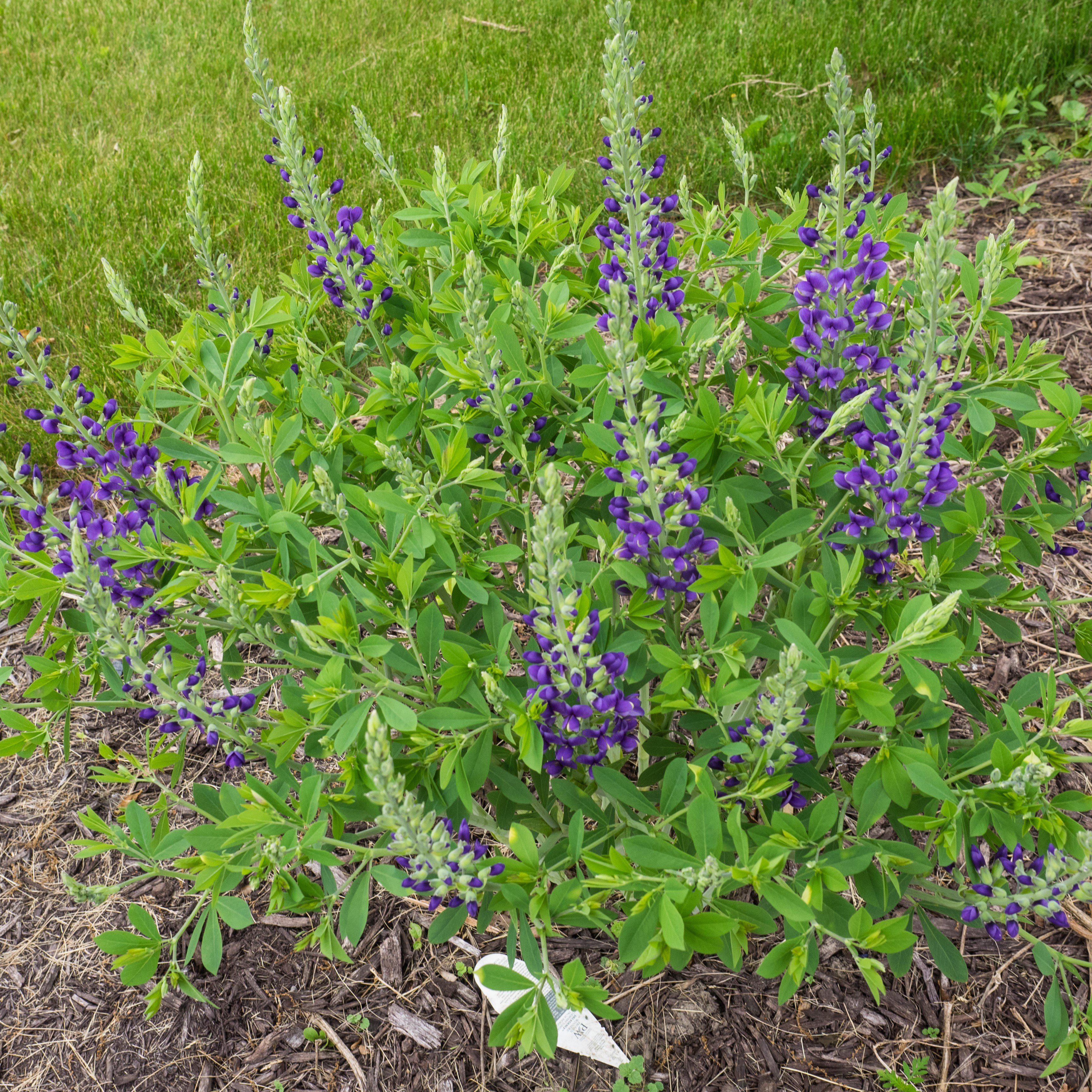 Baptisia 'Blueberry Sundae'  - Decadence® Blueberry Sundae False Indigo