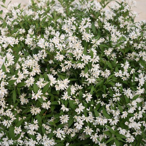 Deutzia sp. 'NCDX1' PP25,916  - Yuki Snowflake® Deutzia