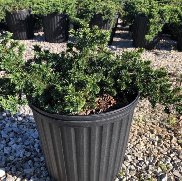 Juniperus conferta 'Blue Pacific'  - Blue Pacific Shore Juniper