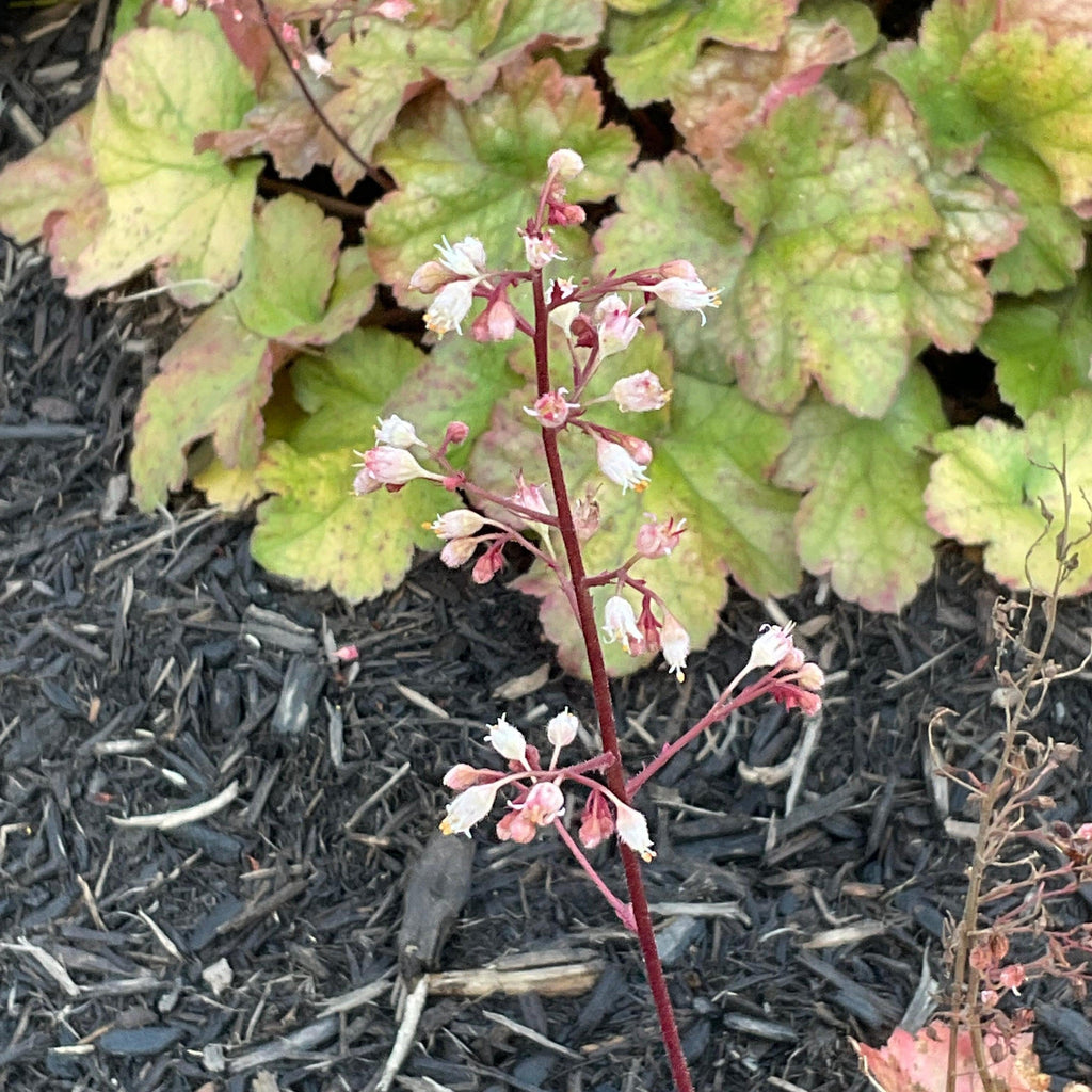 Heuchera 'Toffee Tart' PP33,694  - Dolce® Toffee Tart Heuchera