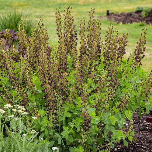 Baptisia 'Dark Chocolate'  - Decadence® Dark Chocolate False Indigo