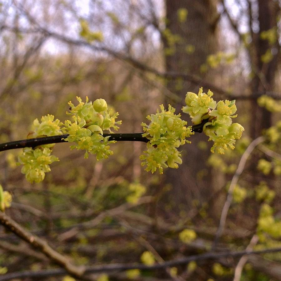 Lindera benzoin  - Spice Bush