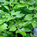 Ilex verticillata 'Jim Dandy'  - Jim Dandy Winterberry