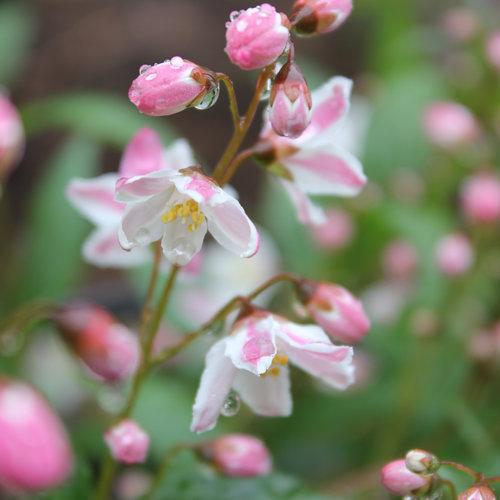 Deutzia 'NCDX2'  - Yuki Cherry Blossom® Deutzia