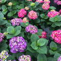 Hydrangea macrophylla 'SMNHMP' USPP 32,514  - Let's Dance® Big Band® Hydrangea