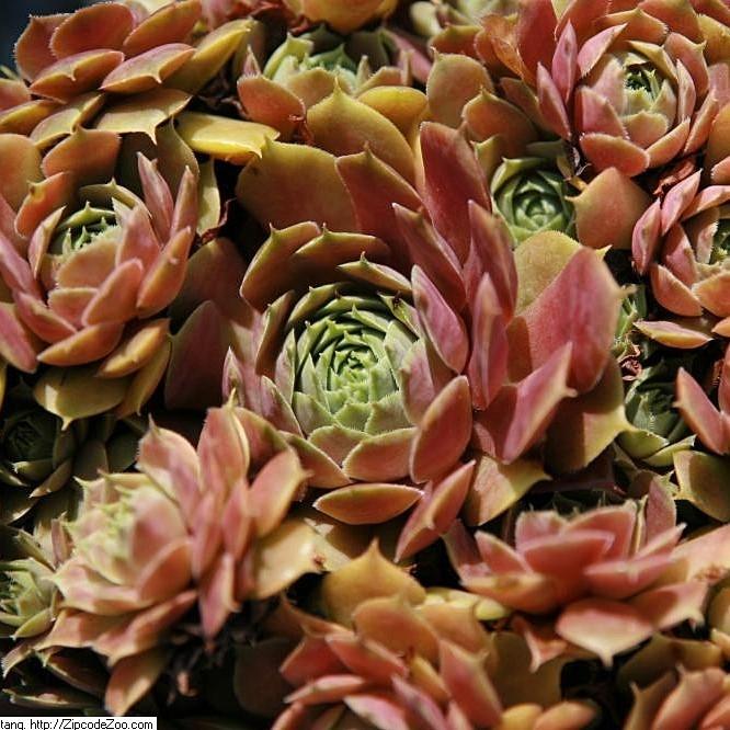 Sempervivum 'Silverine'  - Silverine Hens and Chicks
