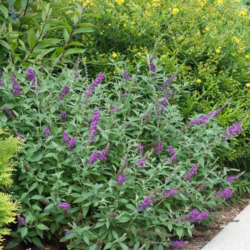 Buddleja x 'Miss Violet' PP #28,448  - Miss Violet Butterfly Bush