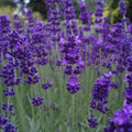 Lavandula angustifolia 'Armtipp01'  - Big Time Blue English Lavender