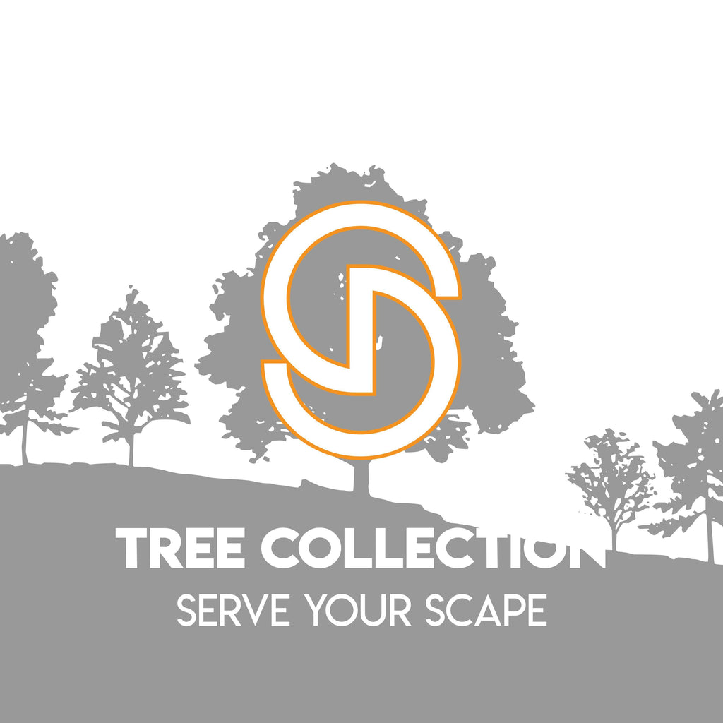 Magnolia loebneri 'Leonard Messel'  - Leonard Messel Magnolia