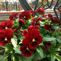 Viola cornuta 'Penny Red Blotch'  - Penny™ Red Blotch Viola