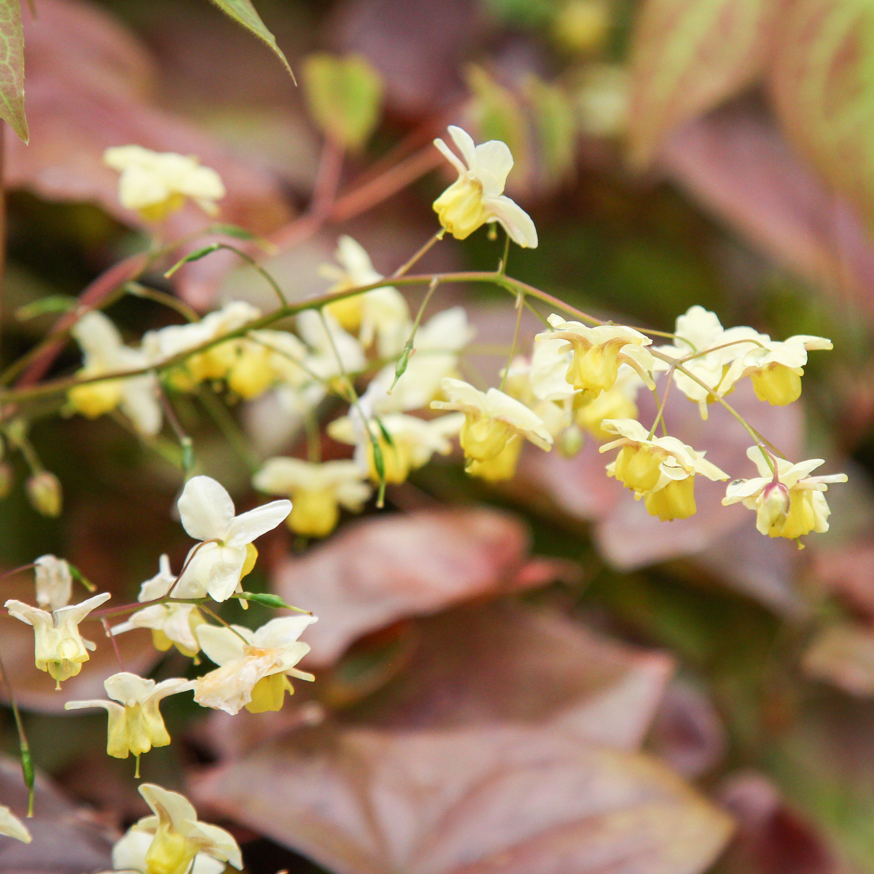 Epimedium versicolor 'Sulphureum'  - Sulphureum Bishop's Hat