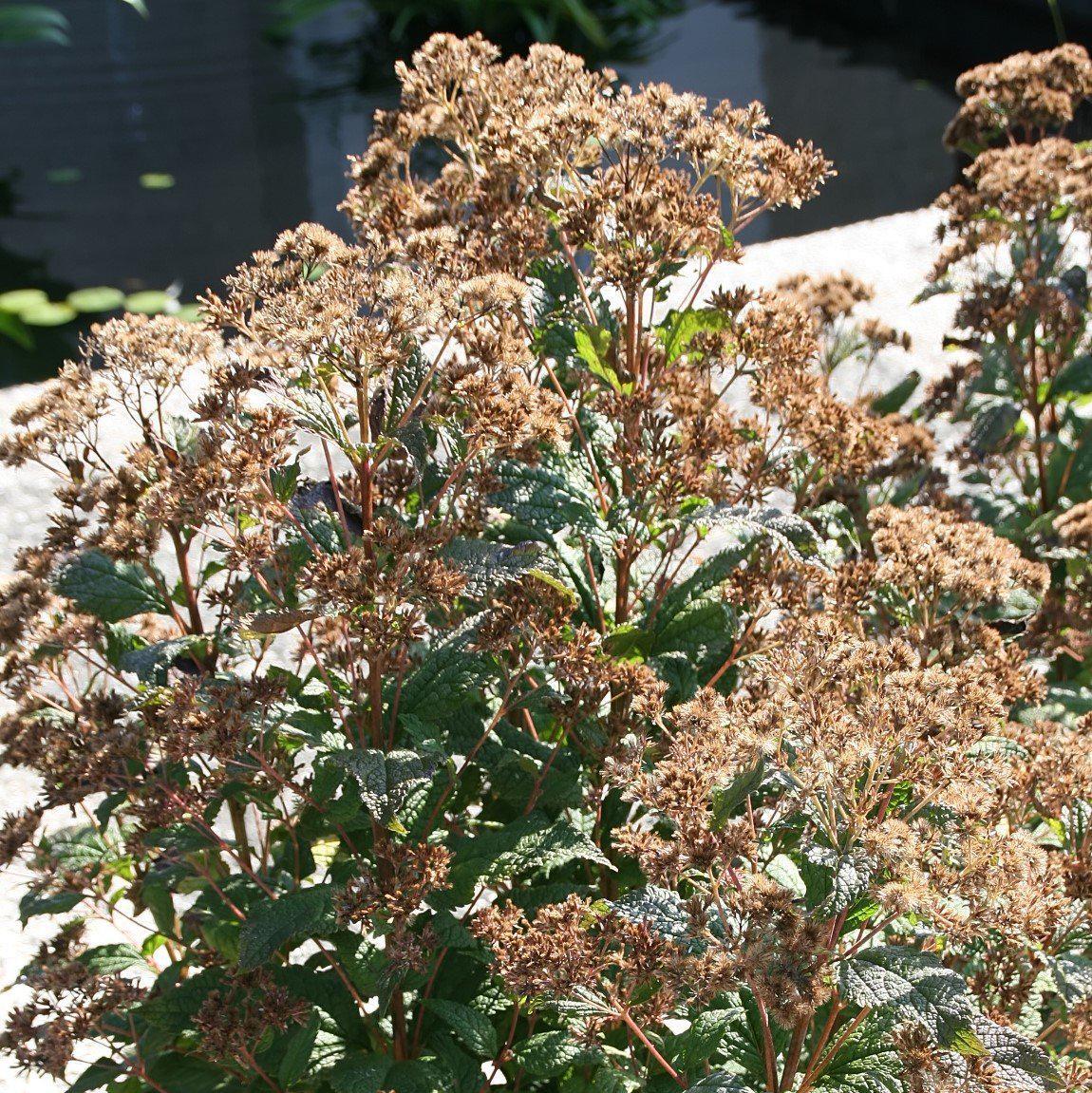 Eutrochium dubium 'Little Joe'  - Little Joe Coastal Pye Weed