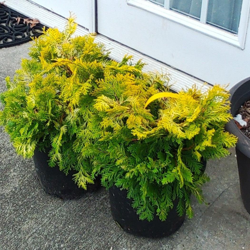 Chamaecyparis obtusa 'Crippsii'  - Golden Hinoki False Cypress