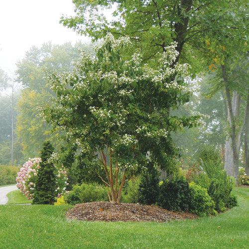 Heptacodium miconioides 'SMNHMRF'  - Temple of Bloom® Seven-Son Flower