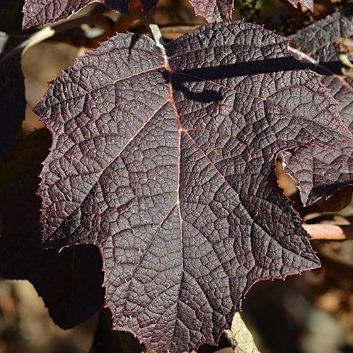 Hydrangea quercifolia 'Pee Wee'  - Pee Wee Oakleaf Hydrangea