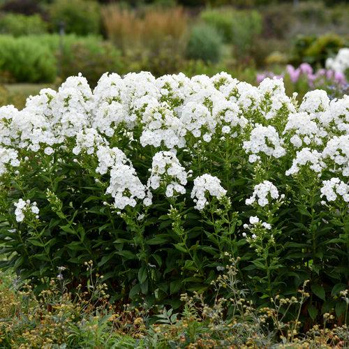 Phlox paniculata 'Luminary Backlight'  - Luminary® Backlight Phlox