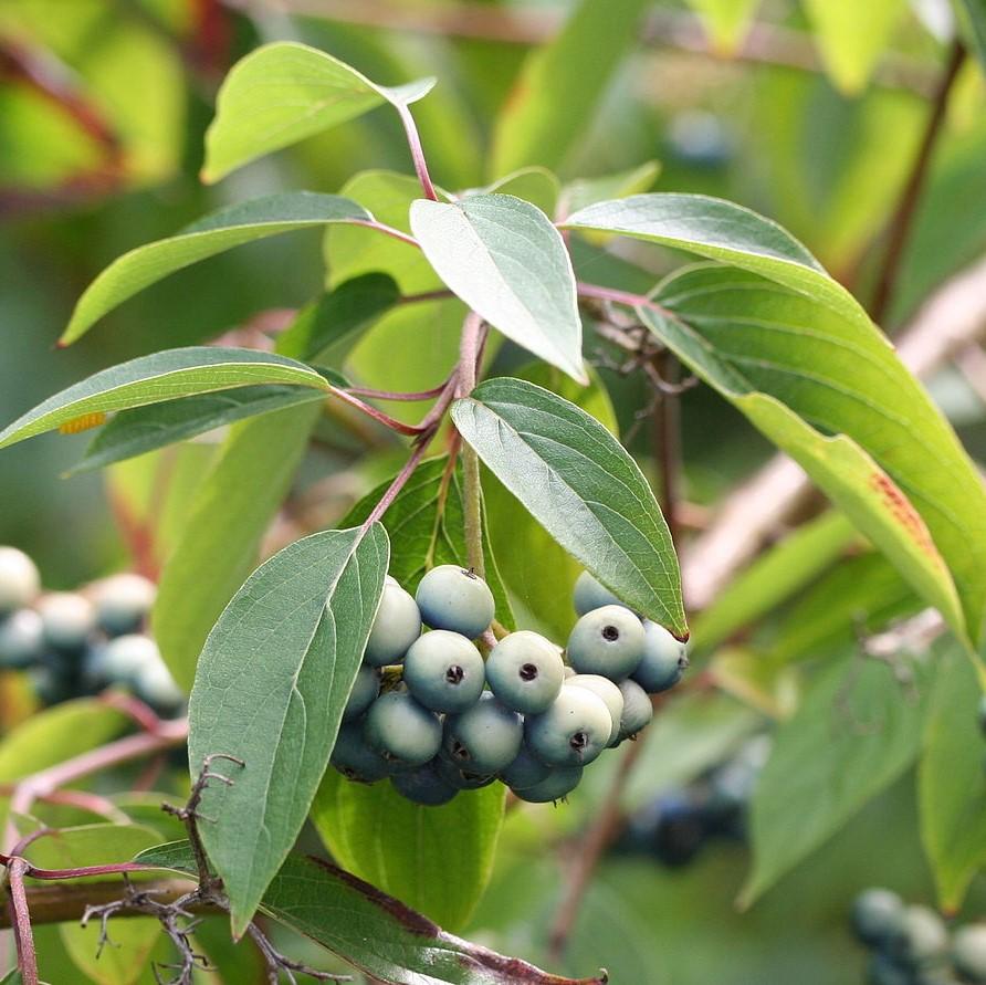 Cornus amomum  - Silky Dogwood