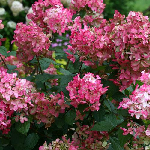 Hydrangea paniculata 'SMHPFL' PP25,135  - Fire Light® Hardy Hydrangea