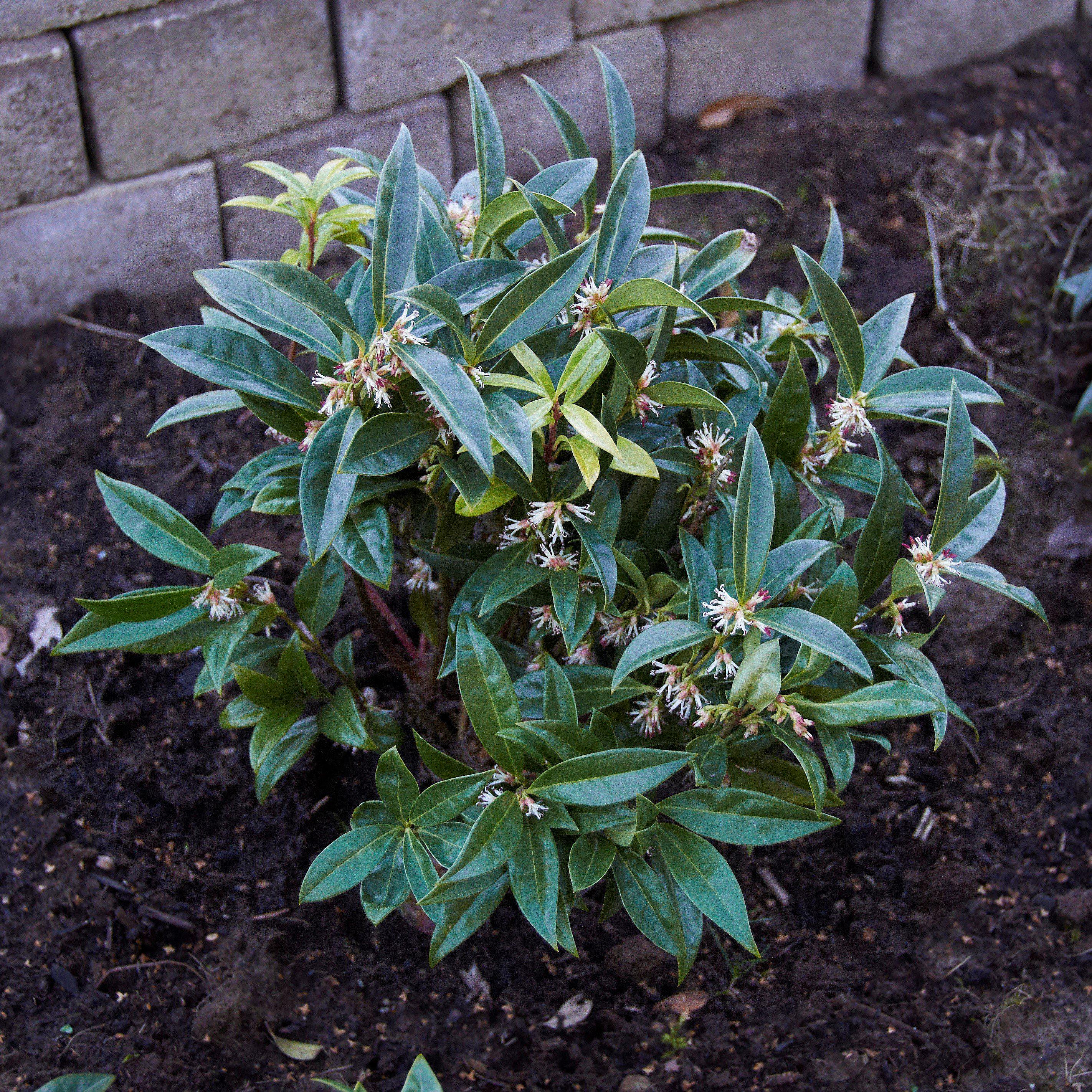 Sarcococca hookeriana var. humilis  - Dwarf Sweetbox