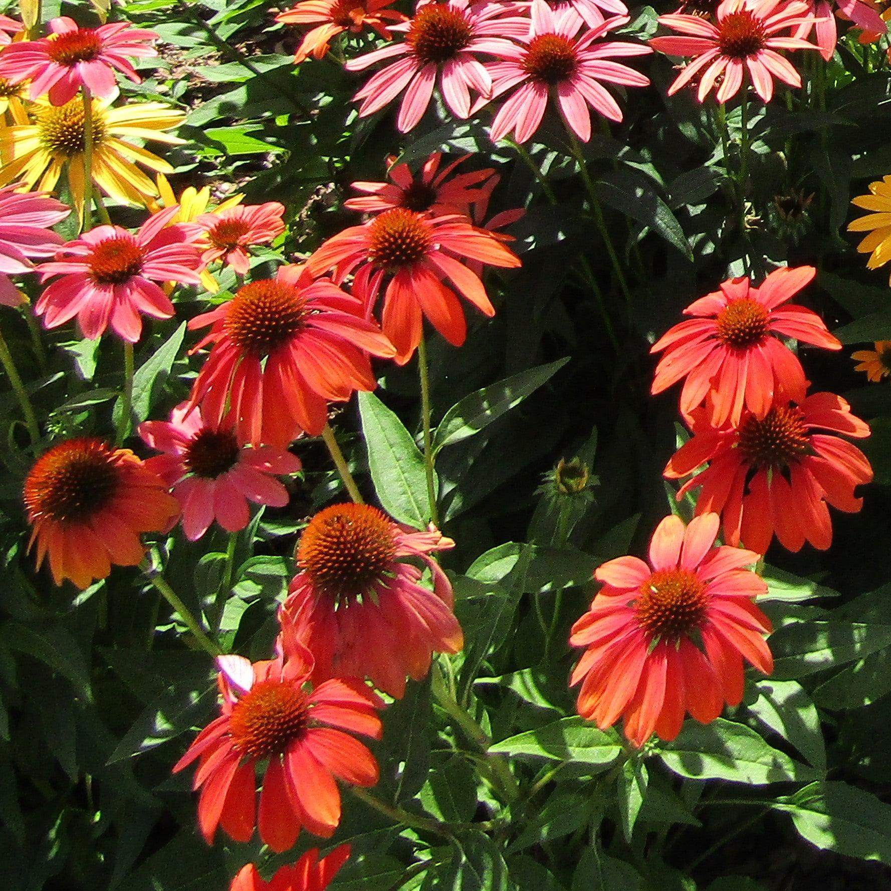 Echinacea 'Panama Red'  - Panama® Red Coneflower