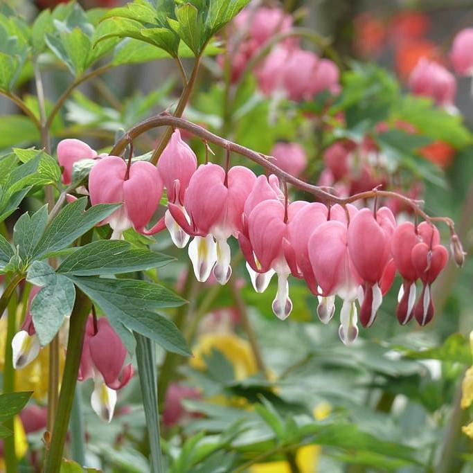 Dicentra eximia  - Fern-Leaf Bleeding Heart