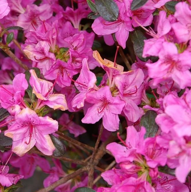 Rhododendron 'Karen'  - Karen Azalea