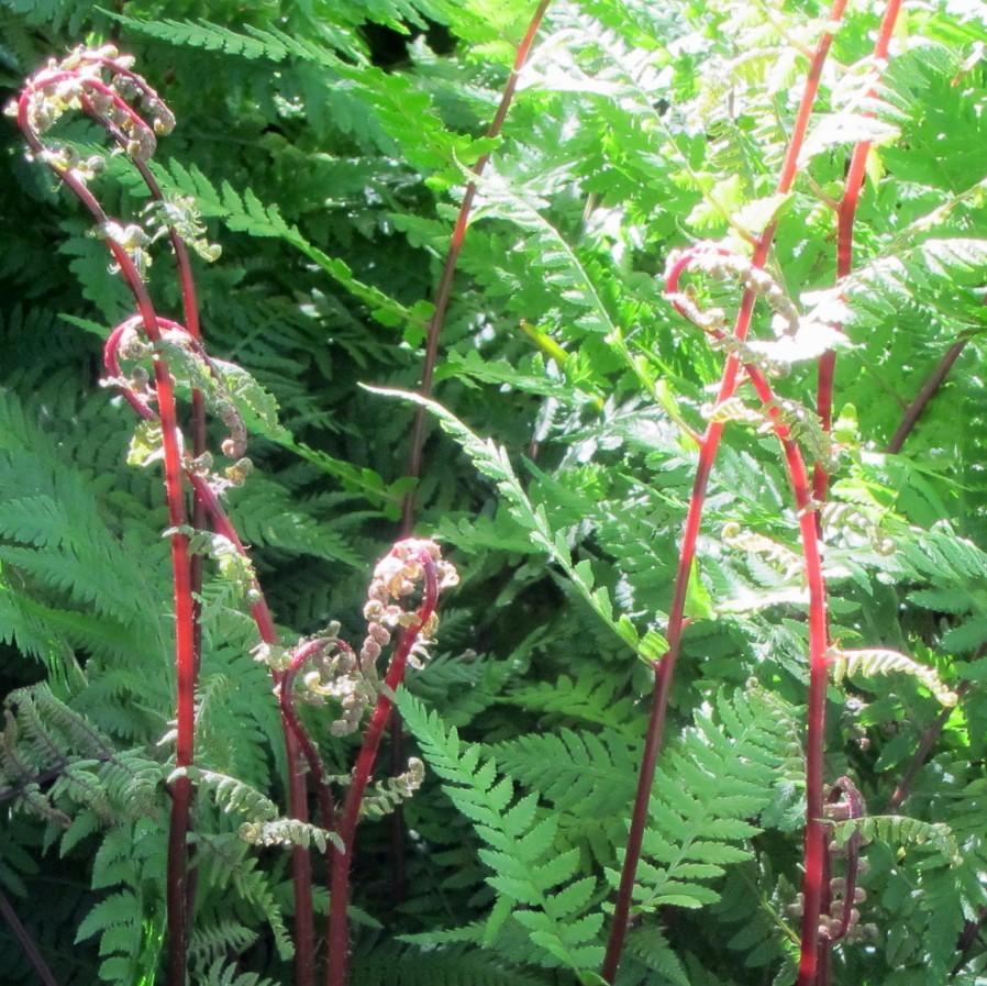 Athyrium filix-femina var. angustum 'Lady in Red'  - Lady in Red Fern, Northern Lady Fern