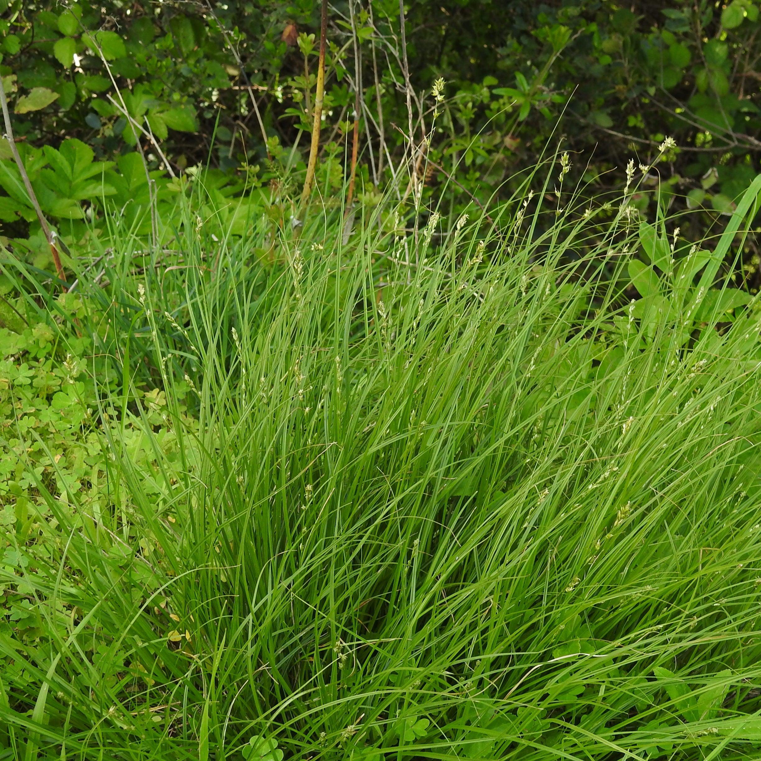 Carex divulsa  - Grassland Sedge