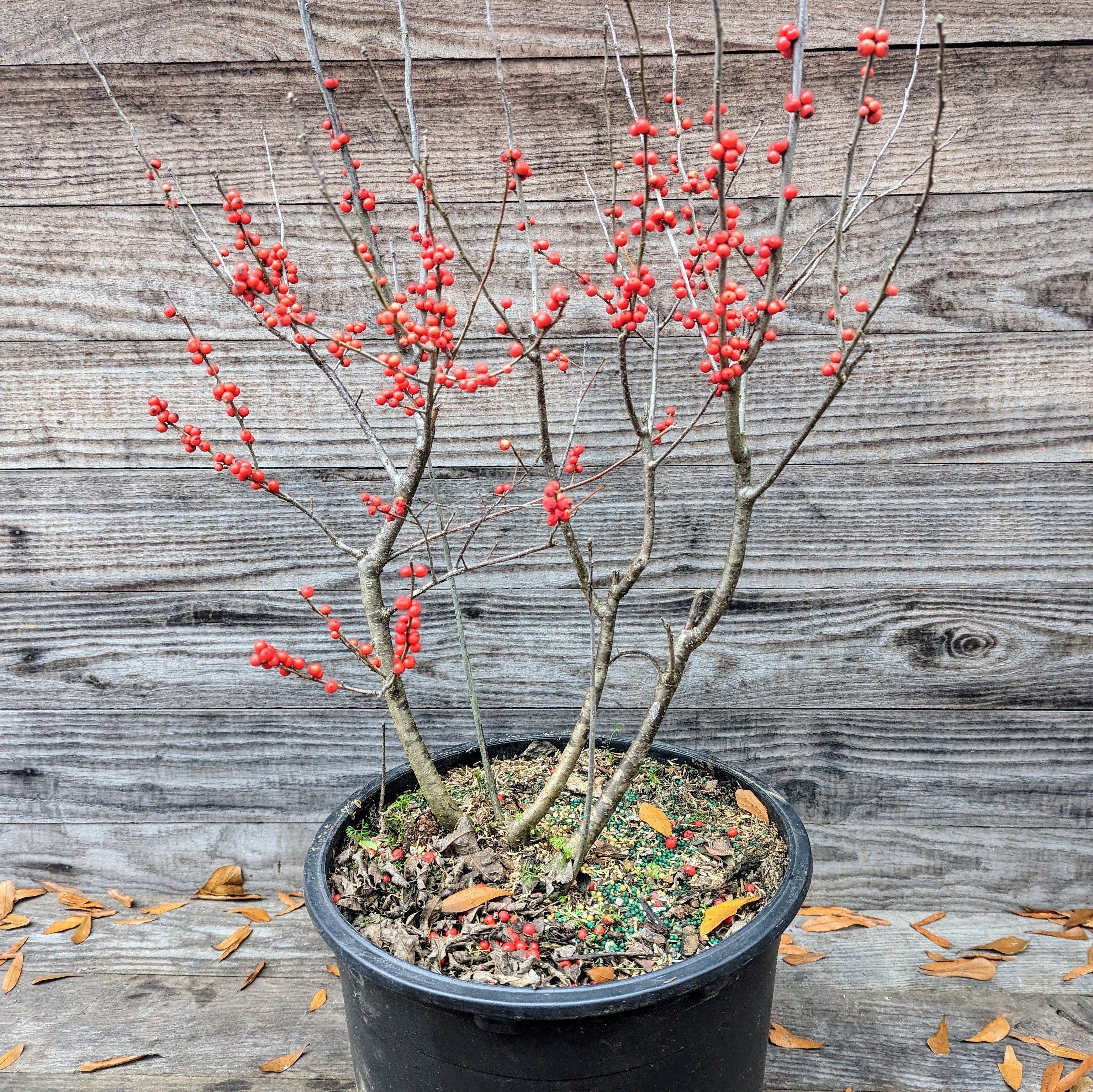 Ilex verticillata 'Winter Red'  - Winter Red Winterberry
