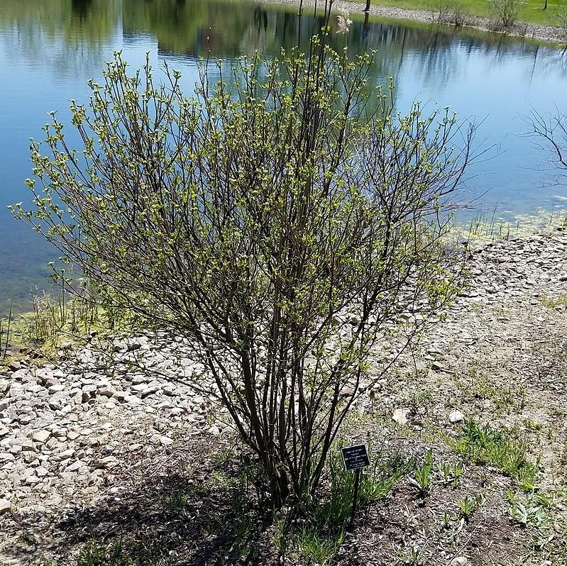 Viburnum dentatum 'Christom'  - Blue Muffin® Arrowwood Viburnum