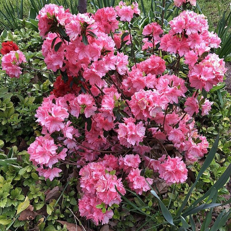 Rhododendron 'Blaauw's Pink'  - Blaauw's Pink Azalea