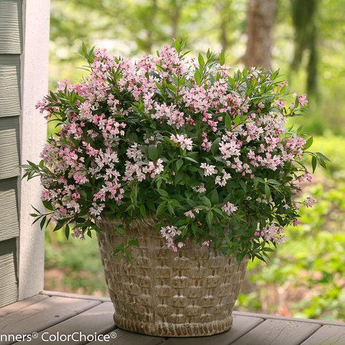 Deutzia 'NCDX2'  - Yuki Cherry Blossom® Deutzia