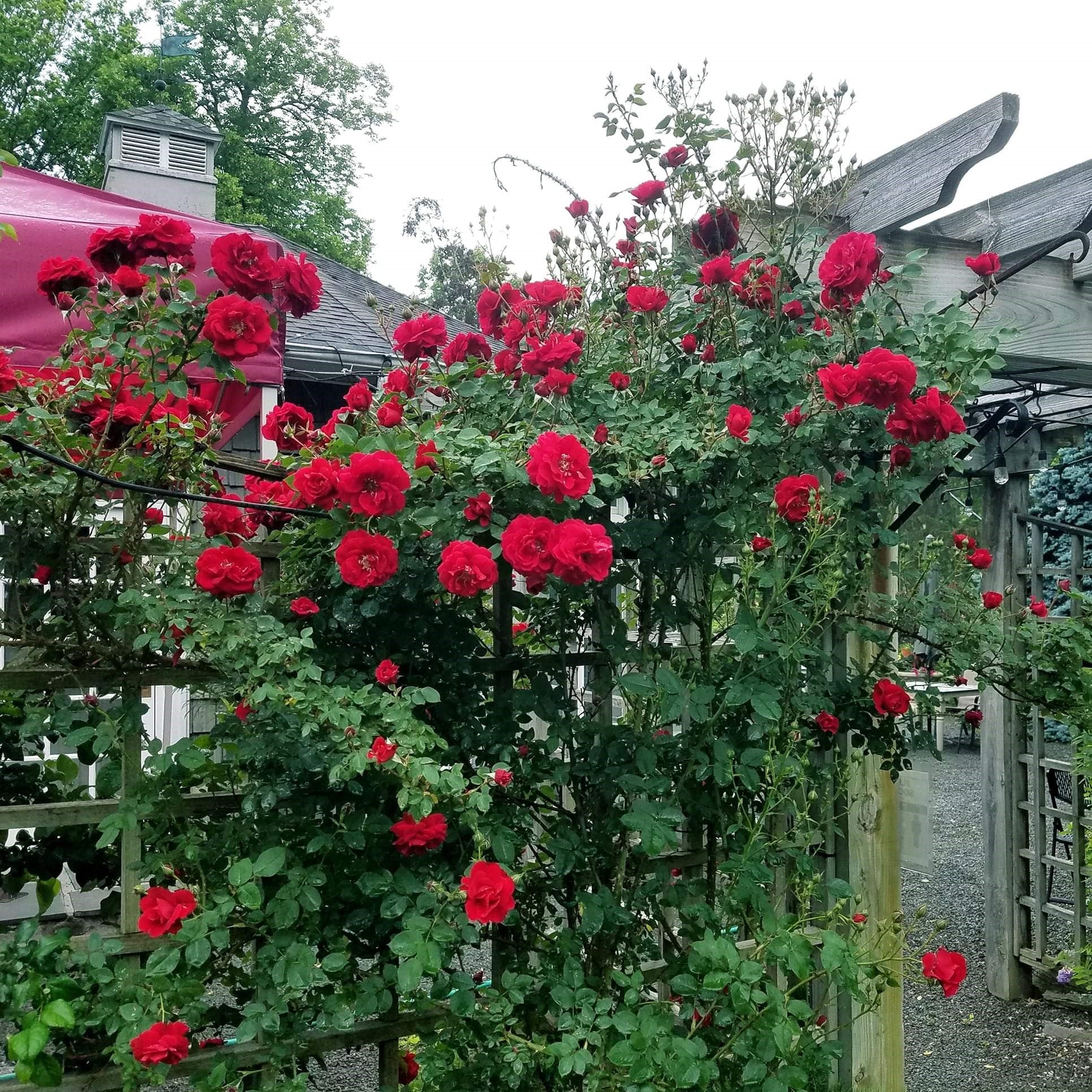 Rosa 'RADramblin'  - First Editions® Ramblin' Red® Rose