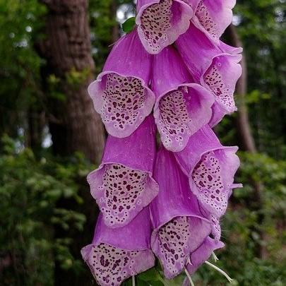 Digitalis purpurea 'Dalmatian Purple'  - Dalmatian Purple Foxglove