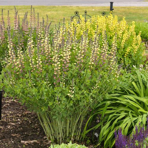 Baptisia 'Pink Lemonade' PP30,669  - PW® Decadence® Deluxe Pink Lemonade False Indigo