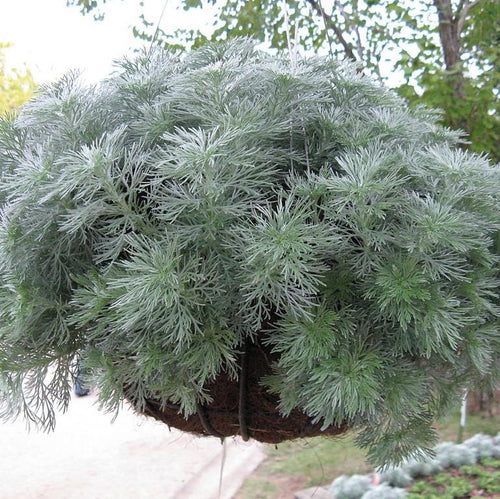 Artemisia schmidtiana 'Silver Mound'  - Silver Mound Wormwood, Ghost Plant