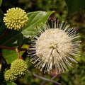 Cephalanthus occidentalis 'Fiber Optics'  - First Editions® Fiber Optics Cephalanthus