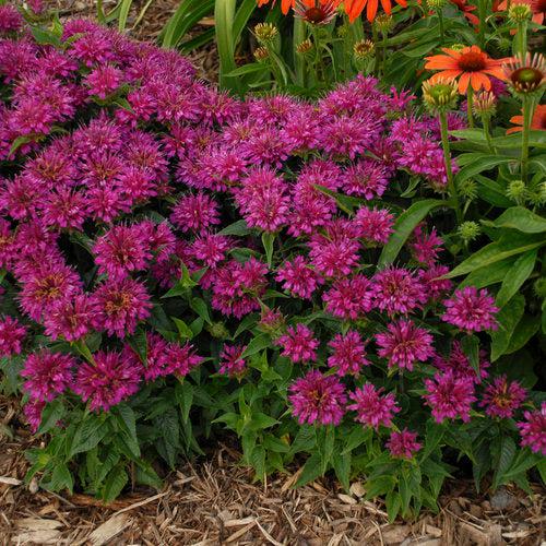 Monarda didyma 'Pardon My Purple'  - Pardon My Purple Bee Balm
