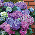 Hydrangea macrophylla 'Lindsey Ann'  - LA Dreamin'® Hydrangea